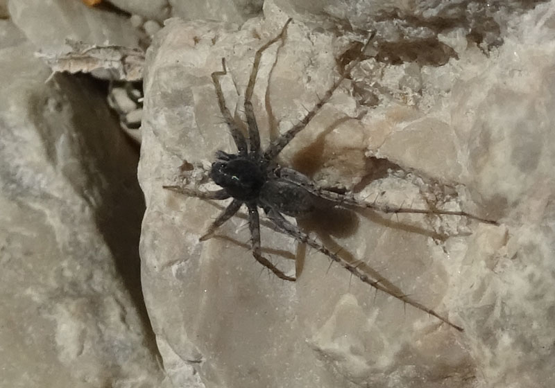 Pardosa wagleri - Levico (TN)